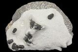 Cyphaspis Walteri & Gerastos Trilobite Cluster - Mrakib, Morocco #154685-1